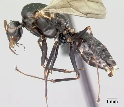 Camponotus grandidieri specimen CASENT0122282 image casent0122282_3