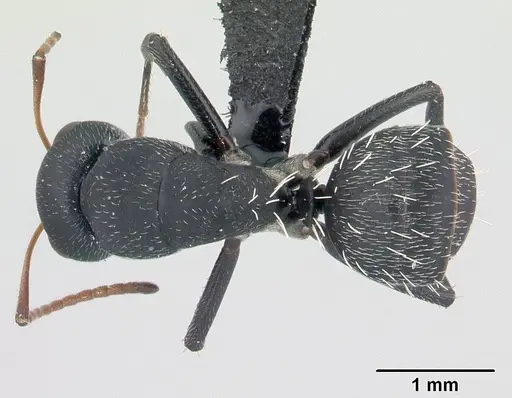 Camponotus grandidieri specimen CASENT0125656 image casent0125656_1