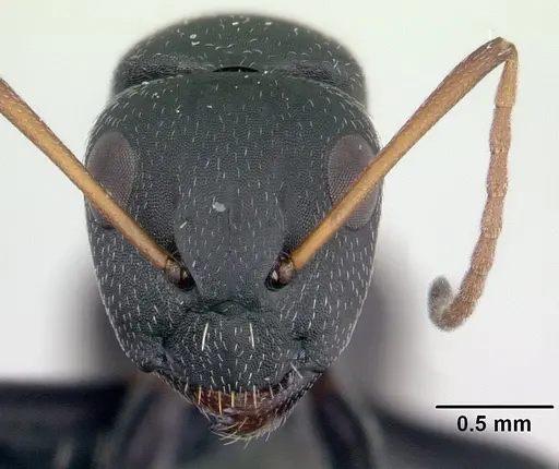 Camponotus grandidieri specimen CASENT0125656 image casent0125656_2