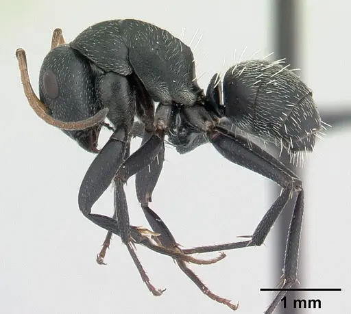 Camponotus grandidieri specimen CASENT0125656 image casent0125656_3