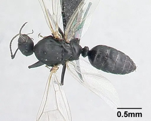 Camponotus grandidieri specimen CASENT0132248 image casent0132248_1