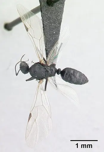 Camponotus grandidieri specimen CASENT0132248 image casent0132248_2