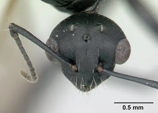 Camponotus grandidieri specimen CASENT0132248 image casent0132248_3