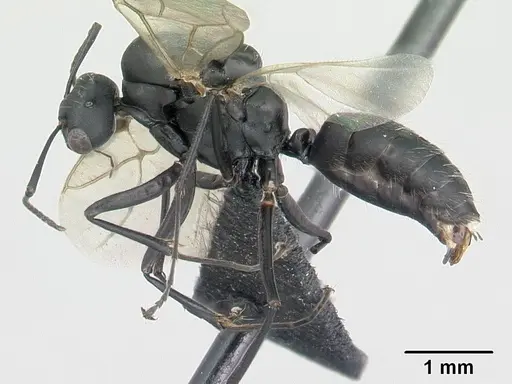 Camponotus grandidieri specimen CASENT0132248 image casent0132248_4