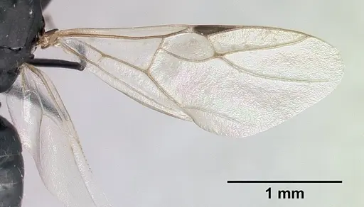 Camponotus grandidieri specimen CASENT0132248 image casent0132248_5