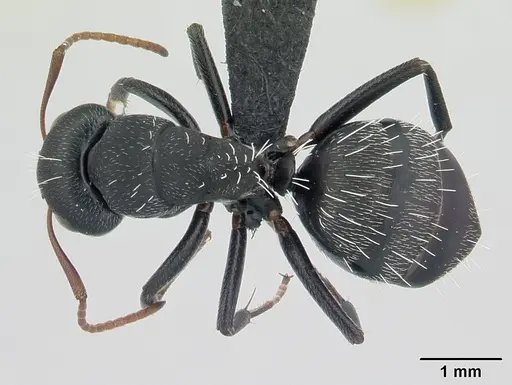 Camponotus grandidieri specimen CASENT0132774 image casent0132774_1