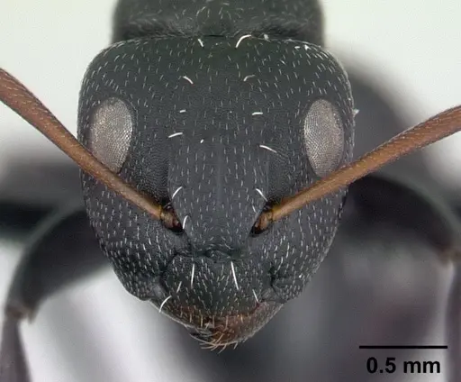 Camponotus grandidieri specimen CASENT0132774 image casent0132774_2