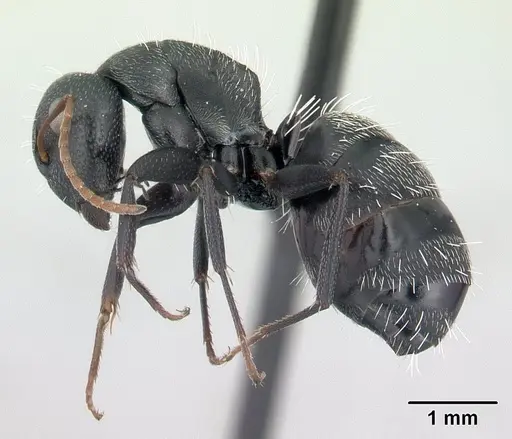 Camponotus grandidieri specimen CASENT0132774 image casent0132774_3