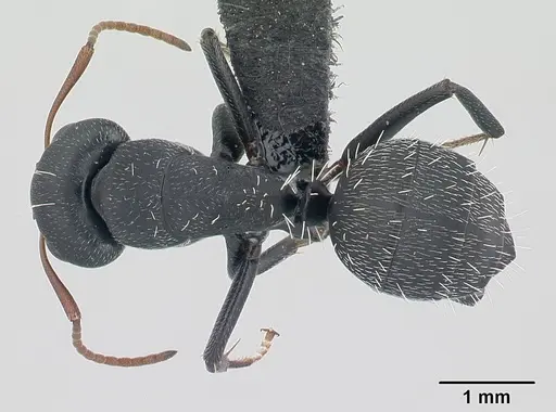 Camponotus grandidieri specimen CASENT0134832 image casent0134832_1