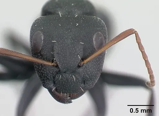 Camponotus grandidieri specimen CASENT0134832 image casent0134832_2
