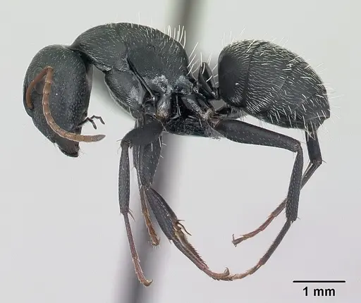 Camponotus grandidieri specimen CASENT0134832 image casent0134832_3