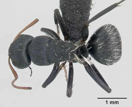 Camponotus grandidieri specimen CASENT0134842 image casent0134842_1