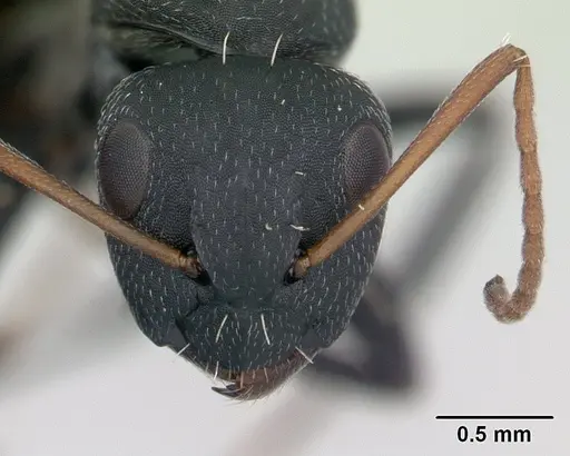 Camponotus grandidieri specimen CASENT0134842 image casent0134842_2