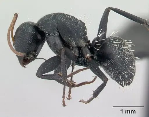 Camponotus grandidieri specimen CASENT0134842 image casent0134842_3