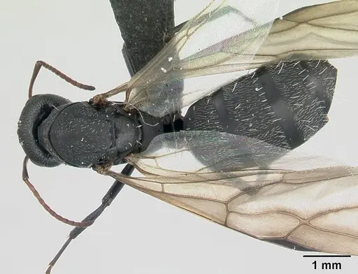 Camponotus grandidieri specimen CASENT0137355 image casent0137355_1