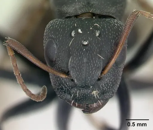 Camponotus grandidieri specimen CASENT0137355 image casent0137355_2
