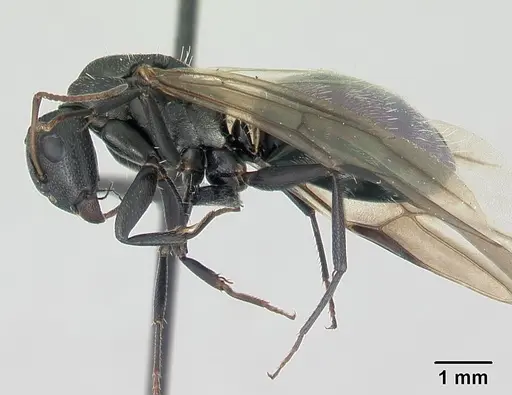 Camponotus grandidieri specimen CASENT0137355 image casent0137355_3