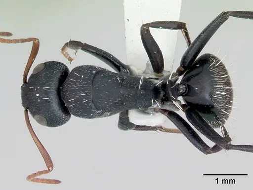 Camponotus grandidieri specimen CASENT0172793 image casent0172793_1