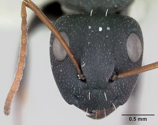 Camponotus grandidieri specimen CASENT0172793 image casent0172793_2