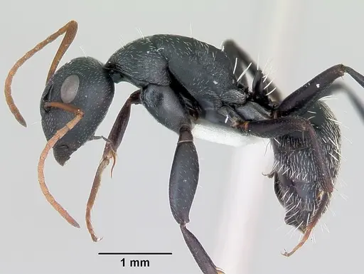 Camponotus grandidieri specimen CASENT0172793 image casent0172793_3