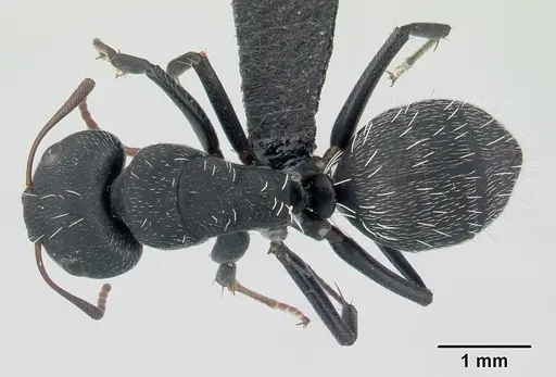 Camponotus grandidieri specimen CASENT0178199 image casent0178199_1