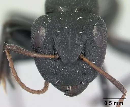 Camponotus grandidieri specimen CASENT0178199 image casent0178199_2