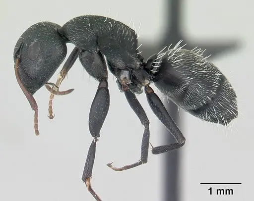 Camponotus grandidieri specimen CASENT0178199 image casent0178199_3