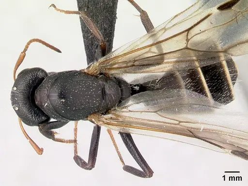Camponotus grandidieri specimen CASENT0179457 image casent0179457_1