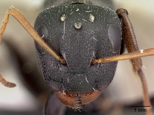 Camponotus grandidieri specimen CASENT0179457 image casent0179457_2