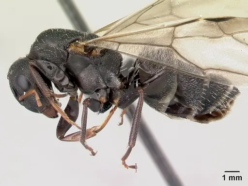 Camponotus grandidieri specimen CASENT0179457 image casent0179457_3
