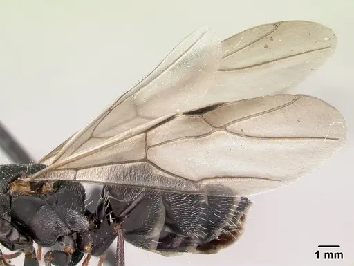 Camponotus grandidieri specimen CASENT0179457 image casent0179457_4