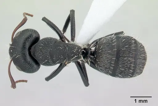 Camponotus grandidieri specimen CASENT0188200 image casent0188200_1