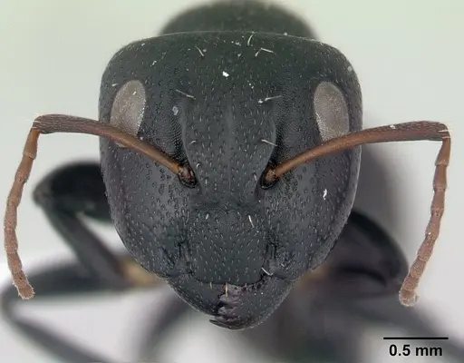 Camponotus grandidieri specimen CASENT0188200 image casent0188200_2