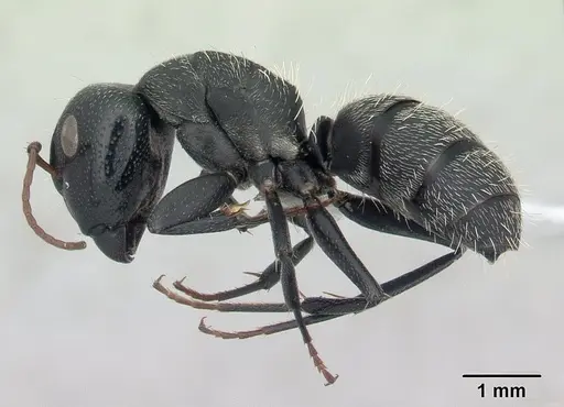 Camponotus grandidieri specimen CASENT0188200 image casent0188200_3