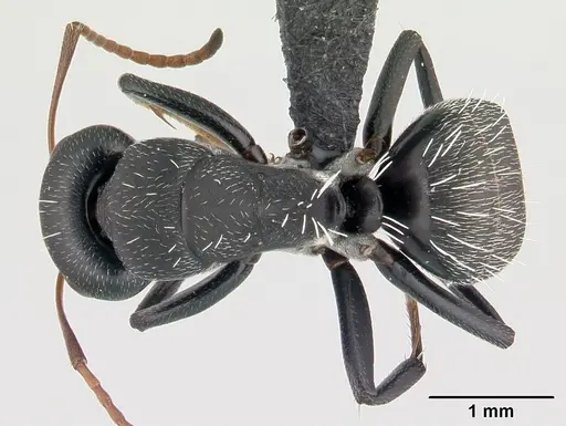 Camponotus grandidieri specimen CASENT0188529 image casent0188529_1