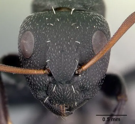 Camponotus grandidieri specimen CASENT0188529 image casent0188529_2