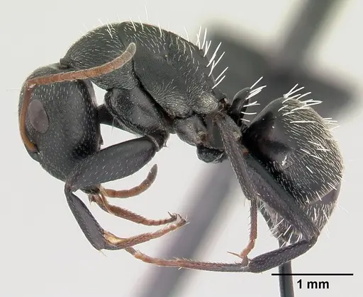 Camponotus grandidieri specimen CASENT0188529 image casent0188529_3