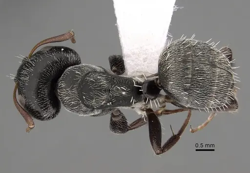 Camponotus grandidieri specimen CASENT0280292 image casent0280292_1