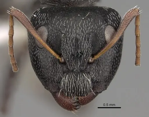 Camponotus grandidieri specimen CASENT0280292 image casent0280292_2