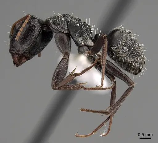 Camponotus grandidieri specimen CASENT0280292 image casent0280292_3