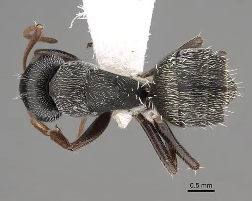 Camponotus grandidieri specimen CASENT0280293 image casent0280293_1