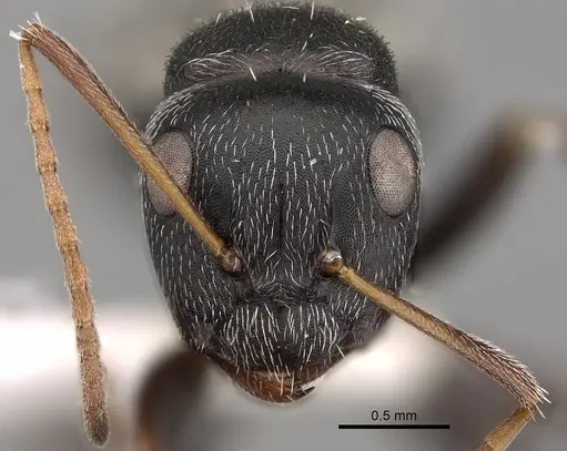 Camponotus grandidieri specimen CASENT0280293 image casent0280293_2