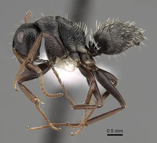 Camponotus grandidieri specimen CASENT0280293 image casent0280293_3