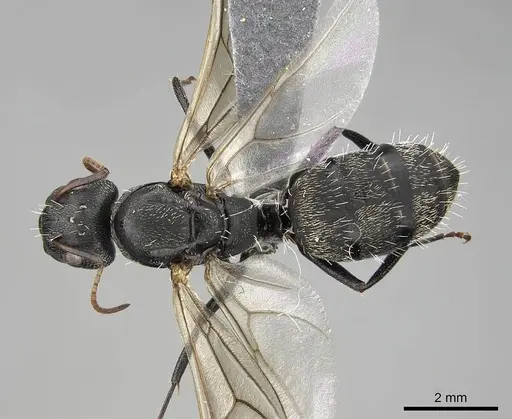 Camponotus grandidieri specimen CASENT0776769 image casent0776769_1