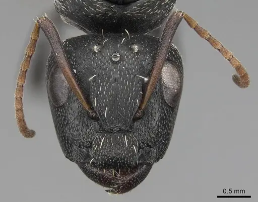 Camponotus grandidieri specimen CASENT0776769 image casent0776769_2