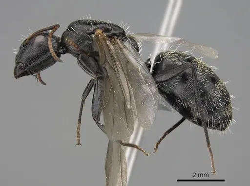 Camponotus grandidieri specimen CASENT0776769 image casent0776769_3