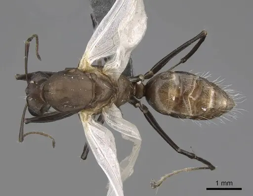 Camponotus grandidieri specimen CASENT0778469 image casent0778469_1