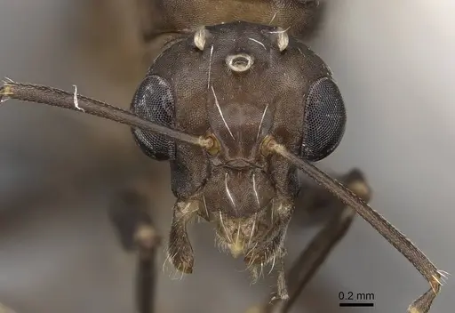 Camponotus grandidieri specimen CASENT0778469 image casent0778469_2