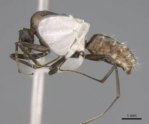 Camponotus grandidieri specimen CASENT0778469 image casent0778469_3