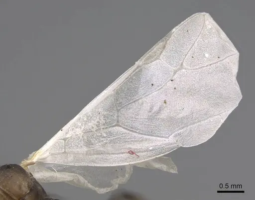 Camponotus grandidieri specimen CASENT0778469 image casent0778469_4